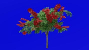 Tree flower animation - royal poinciana, flamboyant, phoenix flower, flame of the forest, flame tree - delonix regia - green screen chroma key - red 1a video
