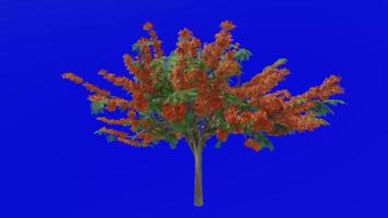 árbol flor animación - real ponciana, extravagante, fénix flor, fuego de el bosque, fuego árbol - delonix regia - verde pantalla croma llave - naranja 2d video