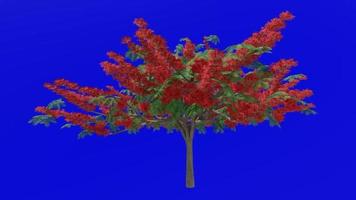 boom bloem animatie - Koninklijk poinciana, flamboyant, Feniks bloem, vlam van de Woud, vlam boom - delonix regia - groen scherm chroma sleutel - rood 2d video