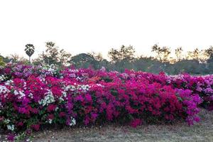 A view of a fence wall of burgundy bougainvillea flowers blooming beautifully. photo