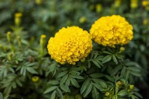 Close-up view of two yellow marigold flowers blooming beautifully against a cluster of blurred green leaves. photo