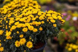 A close-up view of clusters of small yellow chrysanthemums beautifully blooming in black plastic pots. photo