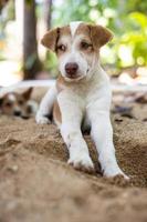 blanco y marrón tailandés perrito descansando cómodamente en excavado suelo. foto