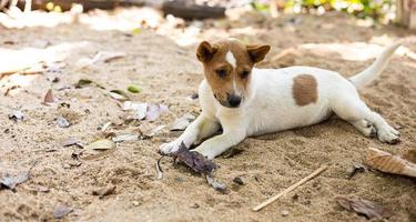 Brown-and-white Thai puppy lying comfortably on the excavated sand floor. photo