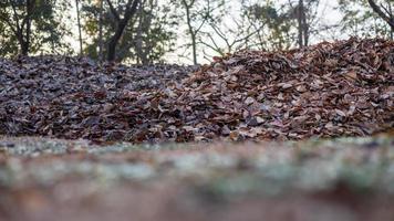 bajo ángulo primer plano mediante el césped en el suelo a el muchos pila de algo de seco hojas. foto