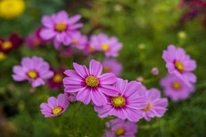 de cerca ver cosmos flores con púrpura-rosa pétalos foto