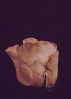 Moody Vintage Effect Photo of Single White Rose