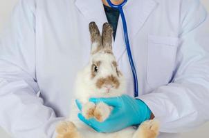 Vet doctor holding adorable sick rabbit at medical clinic room photo