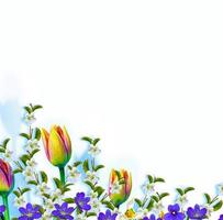 rama floreciente manzana, tulipanes. flores de primavera de colores brillantes foto
