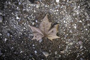 Yellow leaf in the grass photo