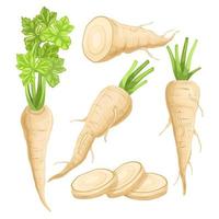 parsnip food healthy set cartoon vector illustration