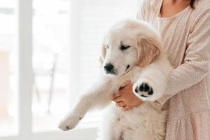 child girl play hugging dog puppy golden retriever, pet therapy and canisterapy for adults and children. animal canis assisted therapy kids emotion mental health friends love tightly cuddle copy space