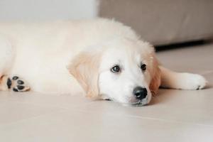 puppy pet dog Golden Retriever lie on floor at home copy space focus on dog white beige natural pastel colores ceramic or porcelain clean floor tile photo