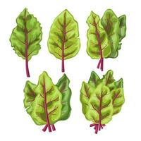 acelga comida vegetal conjunto dibujos animados vector ilustración