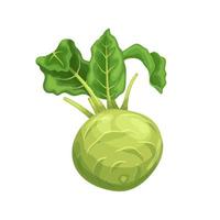 kohlrabi cabbage green cartoon vector illustration