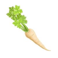 parsnip root food cartoon vector illustration