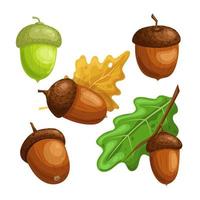 acorn nut oak set cartoon vector illustration