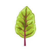 chard fresh leaf cartoon vector illustration