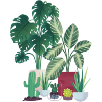 collezione di in vaso impianti, succulente e Casa impianti mano disegnato png