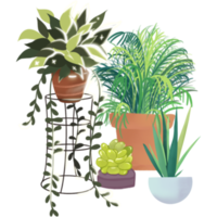 Set of house indoor plant hand drawn png