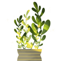 Minimal green leaves in a pot png