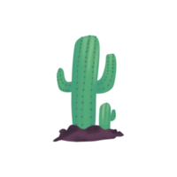 plante cactus isolé illustration png