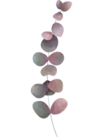 feuilles d'eucalyptus aquarelles png