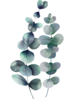 eucalyptus bladeren waterverf illustratie ontwerp png