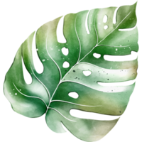 monstera vattenfärg blad png