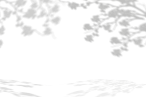 silhuett av körsbär blomma skugga, illustration isolerat transparent av skugga löv överlägg, koncept för element design dekoration för vår, sommar bakgrund bakgrund, banner png