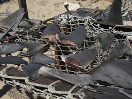 Shark fins dried under the hot sun at fisherman village photo