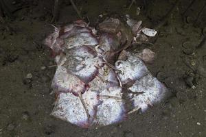 muchos manta rayos águila rayo murió pescado en el apuntalar foto