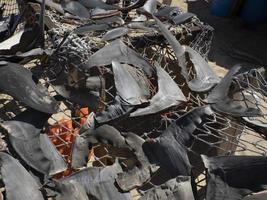 Shark fins dried under the hot sun at fisherman village photo