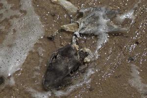 Killed and fin cutted Shark on the beach photo