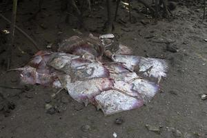 many manta rays eagle ray died fish on the shore photo