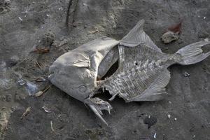 died fish on the shore photo