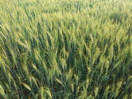 Green Wheat field panorama, wheat field, Crops field photo