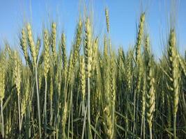 Green Wheat field panorama, wheat field, Crops field photo