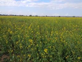 Mustard plants farm,  sarso khet having yellow growing flower bloom, oilseeds under  blue sky photo