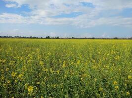 Mustard plants farm,  sarso khet having yellow growing flower bloom, oilseeds under  blue sky photo