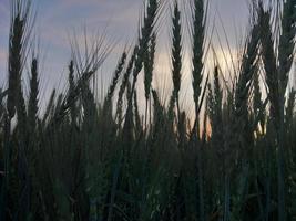 Green Wheat field panorama, wheat field, Crops field photo
