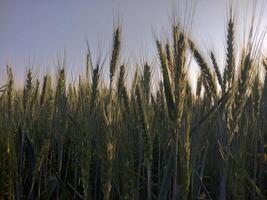 Green Wheat field panorama, wheat field, Crops field photo