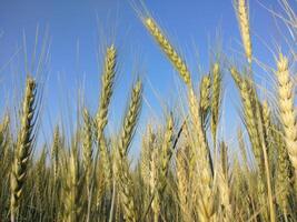 Green Wheat field panorama, wheat field, Crops field photo