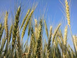 Green Wheat field panorama, wheat field, Crops field photo