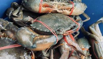 Close-up Fresh sea crab  with shell at local seafood market for sale ,Fresh sea crab  are available in supermarkets is a popular seafood with a delicious taste, sea crab  background photo