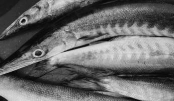 Close-up Fresh king mackerel fish with shell at local seafood market for sale,king mackerel fish are available in supermarkets is a popular seafood with a delicious taste,king mackerel fish background photo