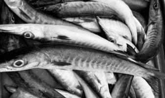 Close-up Fresh king mackerel fish with shell at local seafood market for sale,king mackerel fish are available in supermarkets is a popular seafood with a delicious taste,king mackerel fish background photo