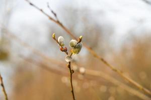 branches with catkins photo
