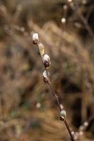 branches with catkins photo