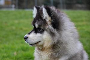 little fluffy puppy alaskan malamute photo